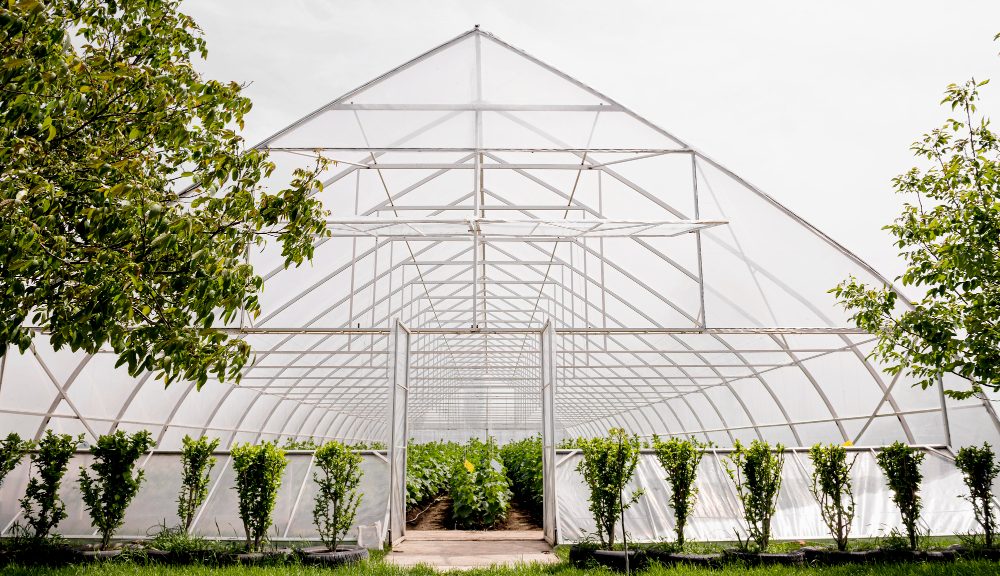 Best Greenhouses in UK