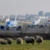 Gatwick Second Runway Approved
